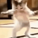 cat-meme-cat-meme-dance (1).gif