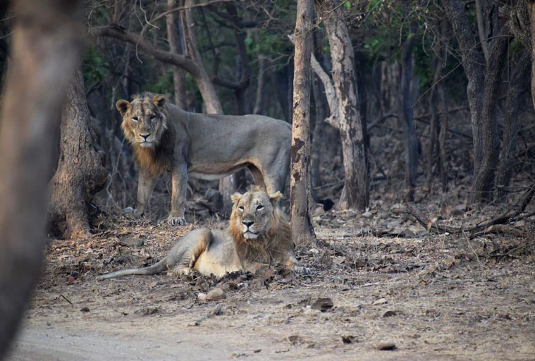 gir_exp_jungle_safari.webp