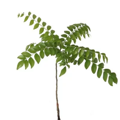 Ashokavanam_Curry_leaf_plant_120.webp